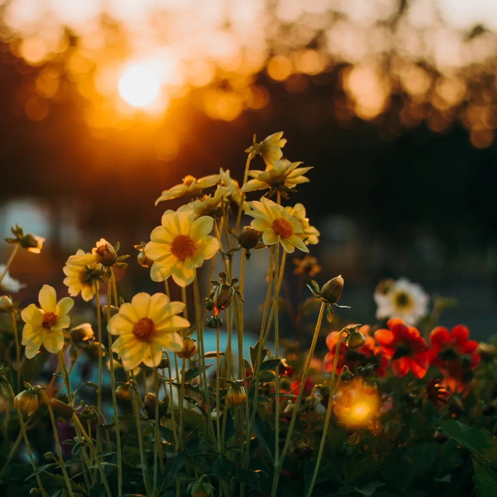 Primavera